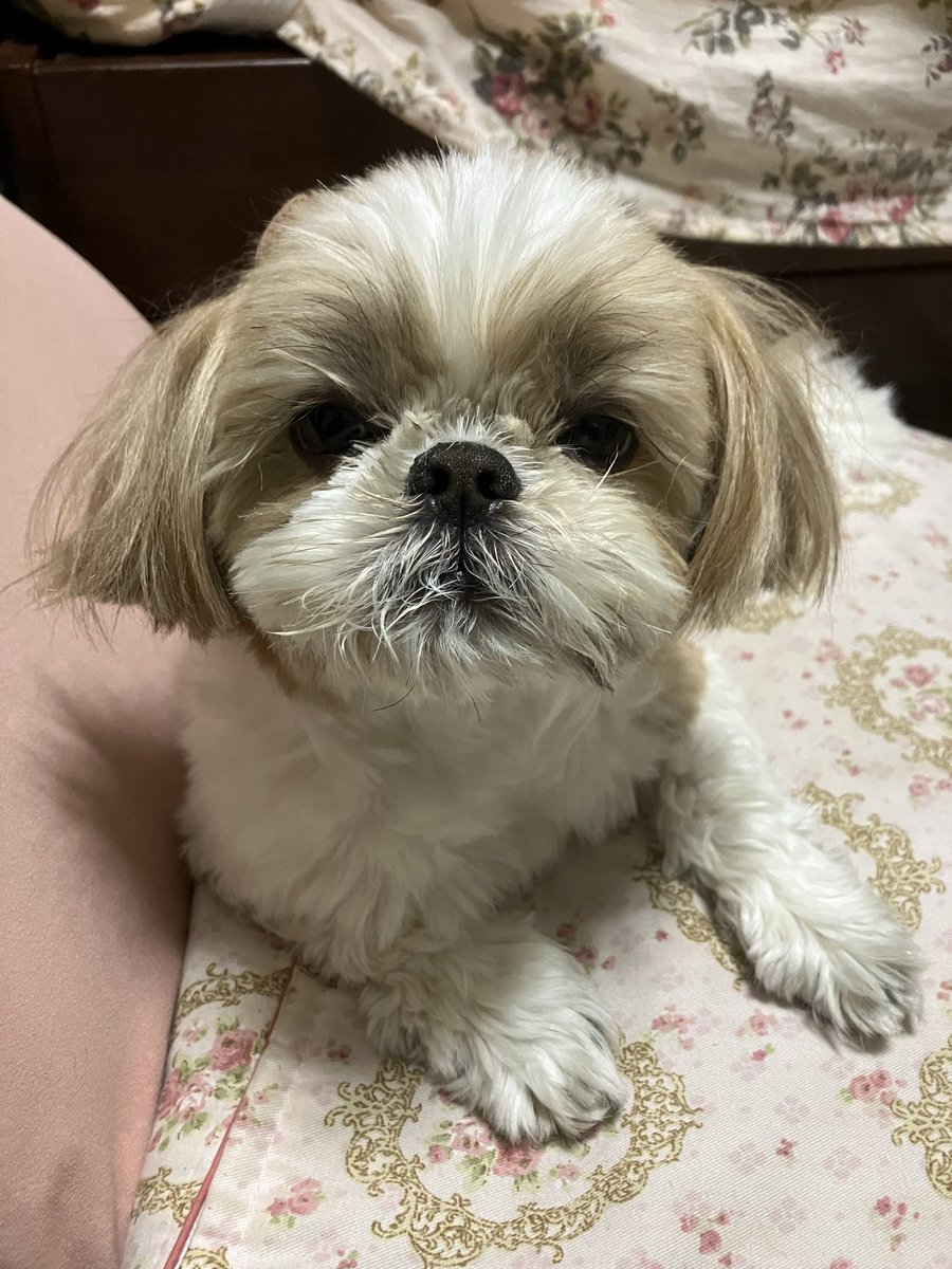 りんたや🐶すーさん tweet media