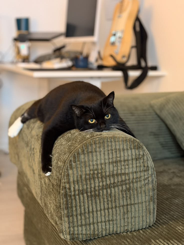 No Context Cats tweet media