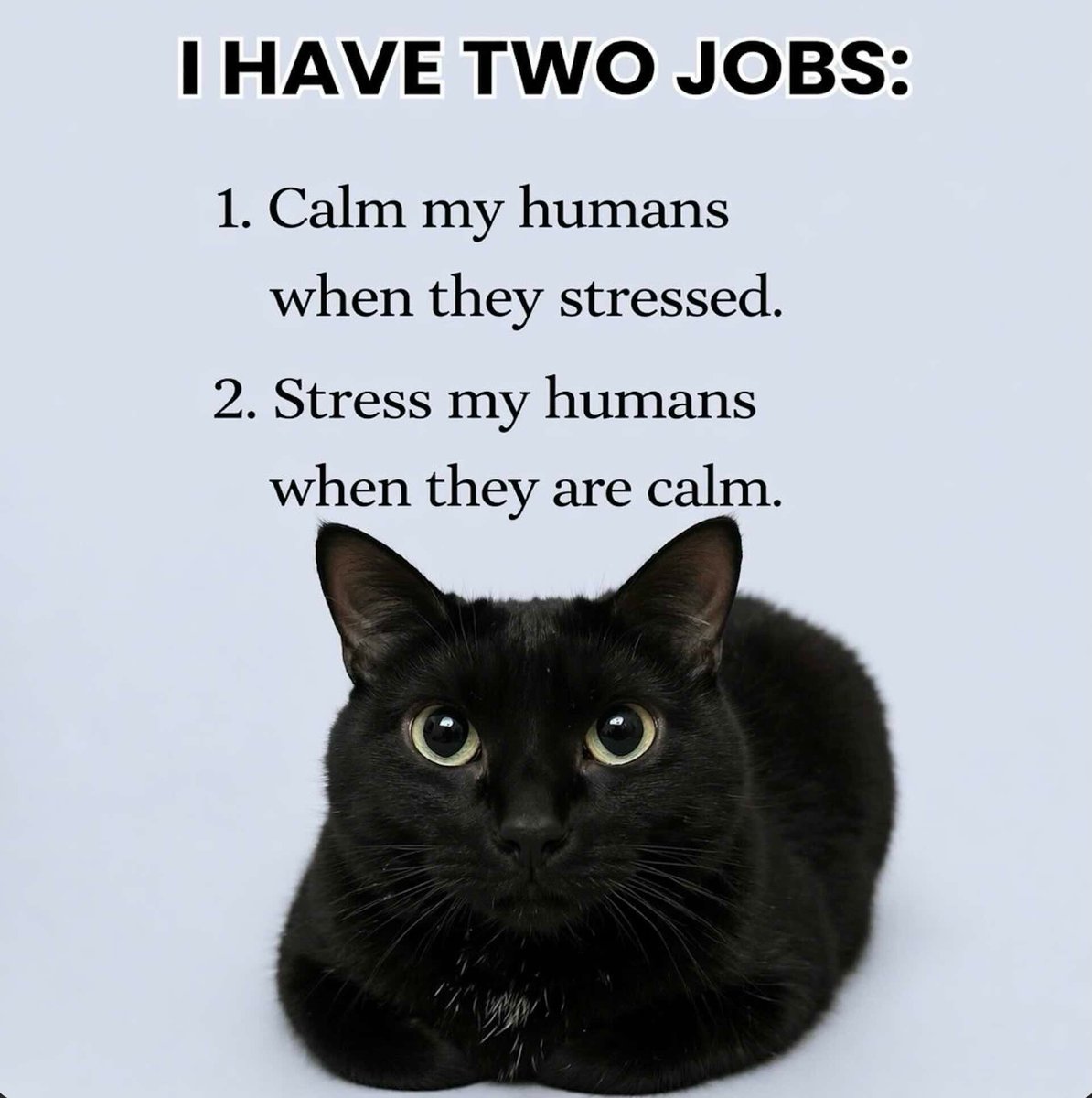 Cats and Kittens tweet media