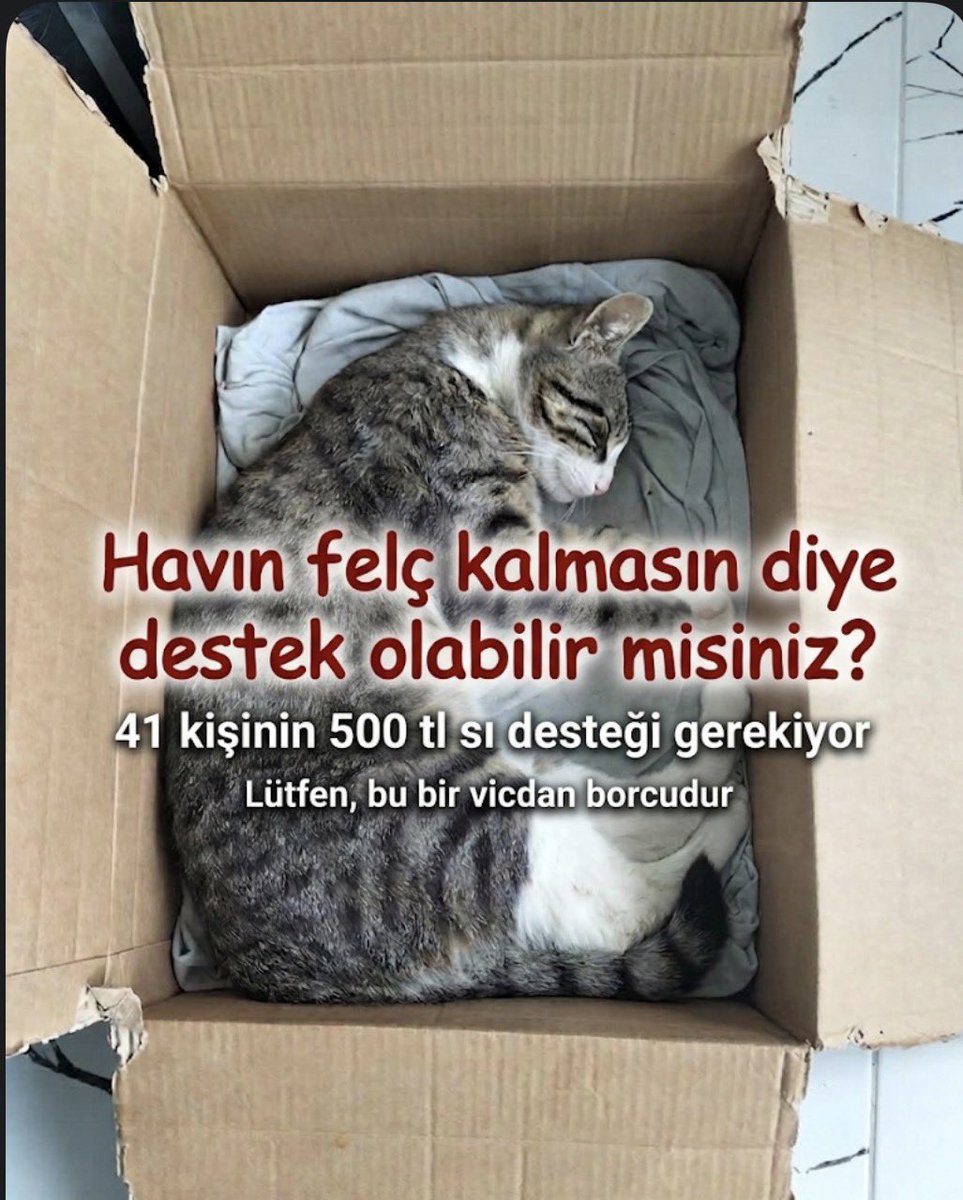 eskişehirin patileri tweet media