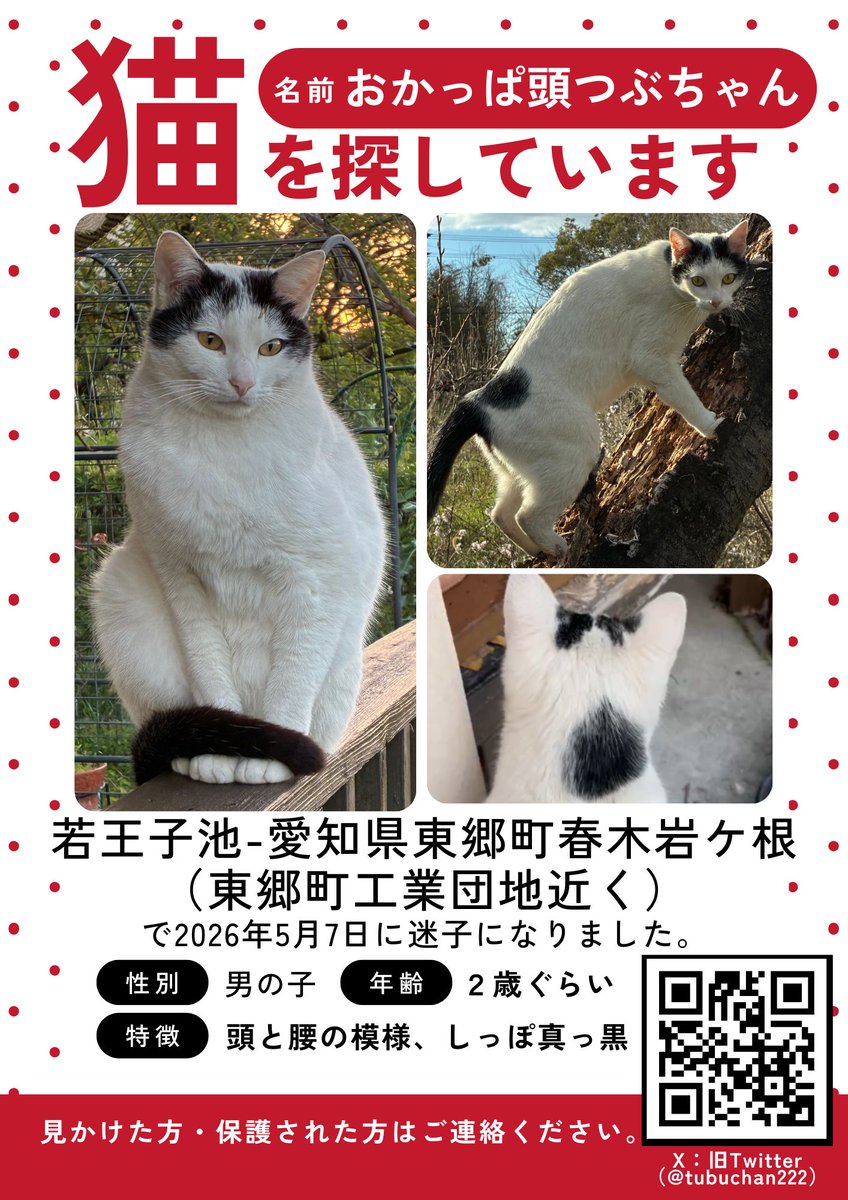 tubuchan222's tweet photo. #拡散希望
#迷子猫

2026年5月7日ごろから、若王子池〜愛知県東郷町春木岩ケ根付近（東郷町工業団地近く）付近で行方がわからなくなっています。
似た猫を見かけた方、保護情報などありましたらDMまたはリプライでご連絡ください。
#迷い猫 #猫探しています #愛知県 #東郷町 #保護猫 #迷子猫捜索 https://t.co/dTD9No70gp