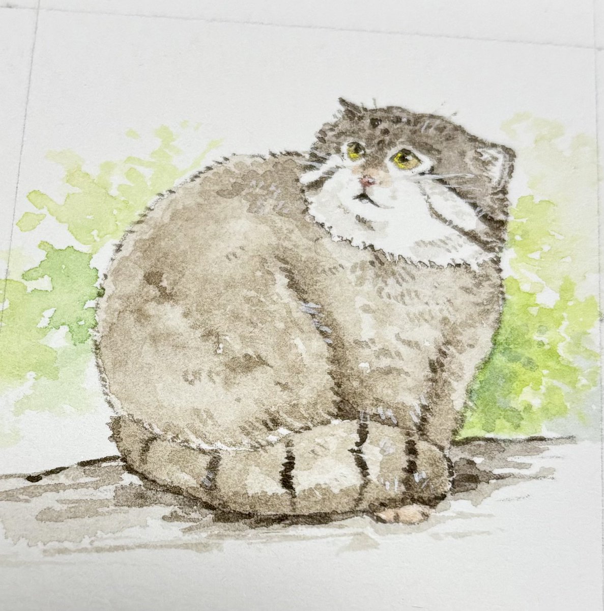 マヌルネコ #イラスト #マヌルネコ