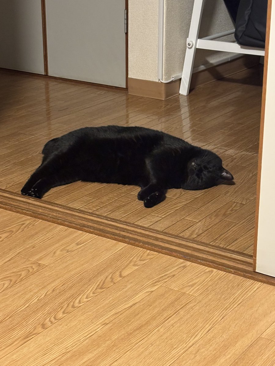 黒猫あさり tweet media