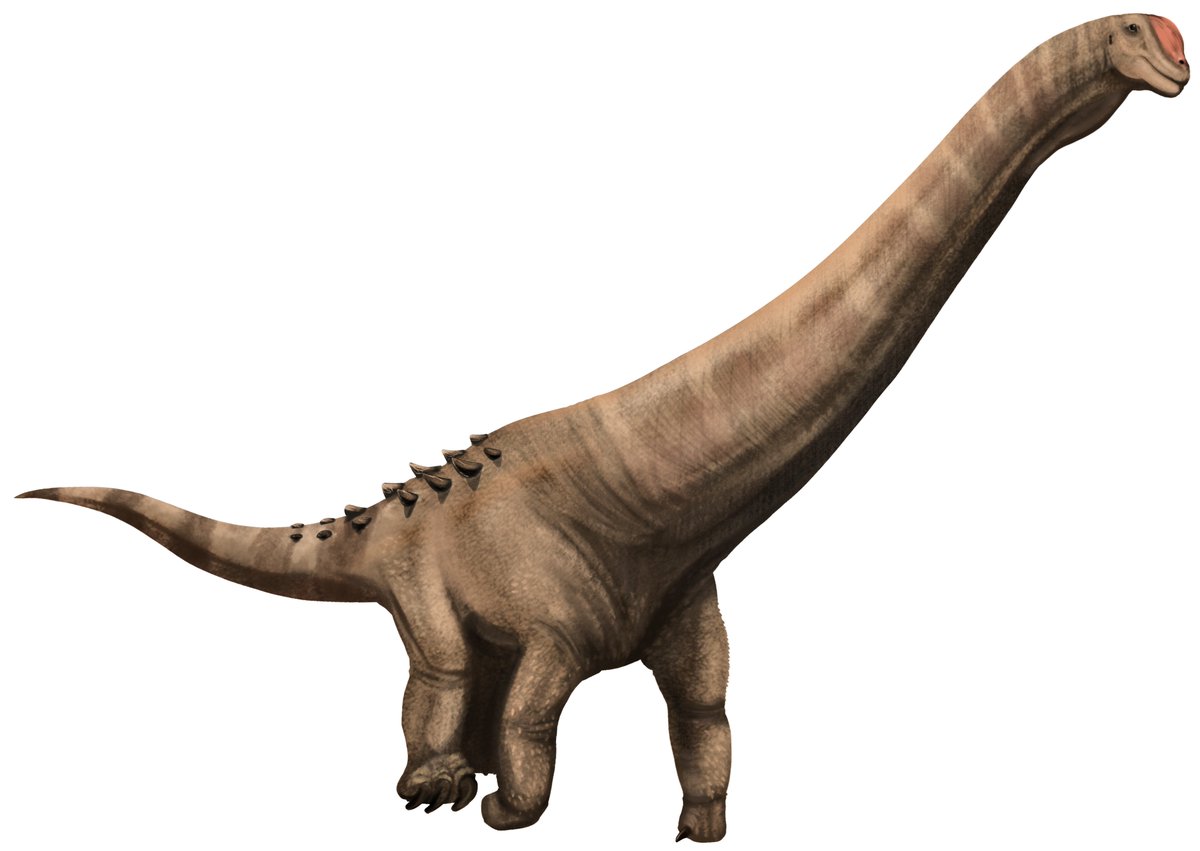 Lcoa (Quetzalcoatlus) tweet media