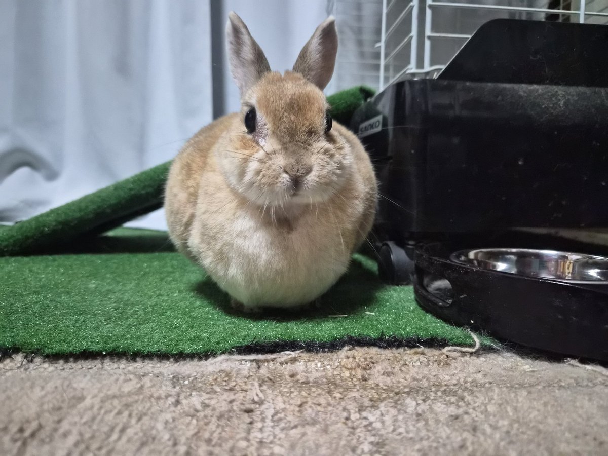 ただいまゴンちゃん🐰💜 お留守番ご苦労様🏠☁️ 皆さんもお疲れ様で
