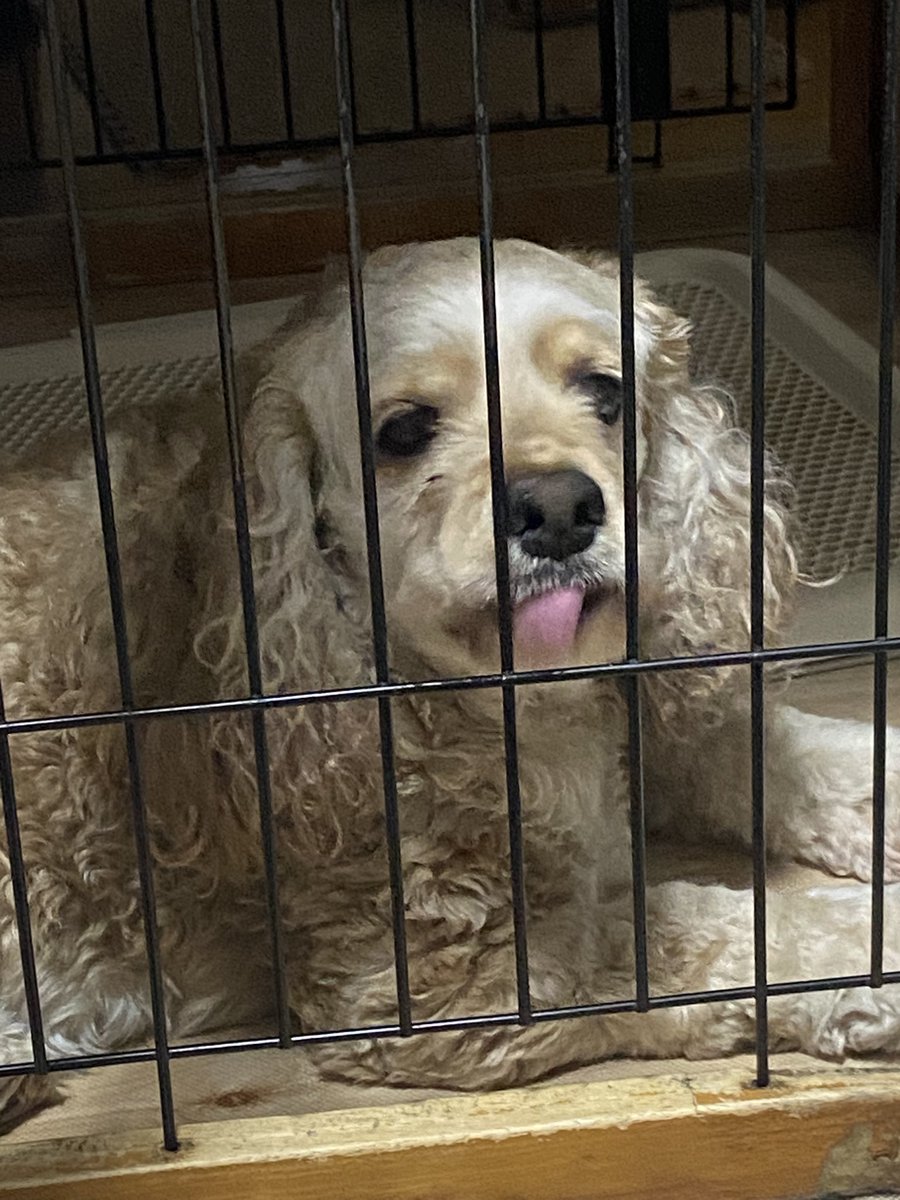 はなひなママ⭐︎専用 ゲージをペロペロ ＃アメリカンコッカースパニエル ＃ひなちゃん ＃犬