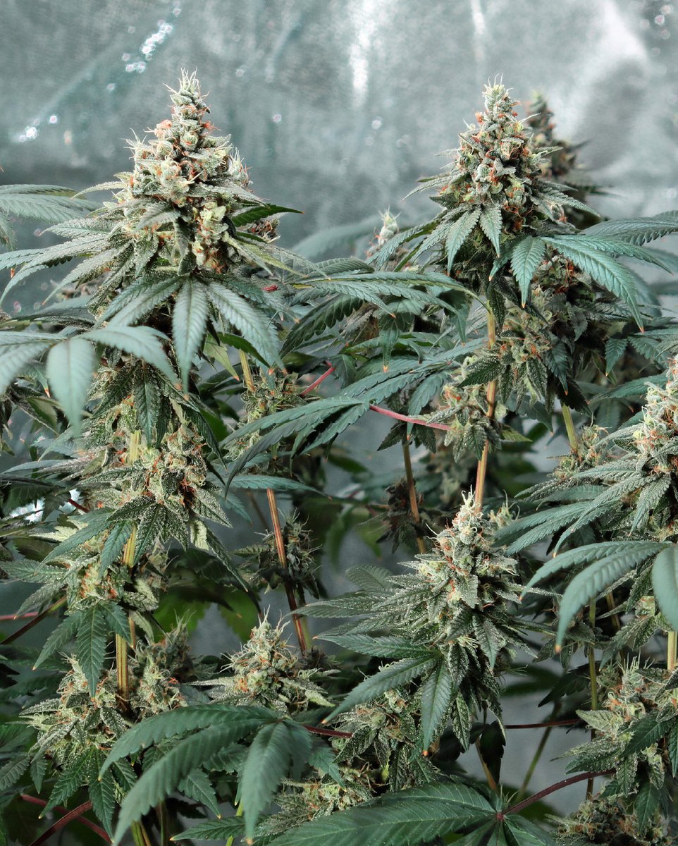 Royal Queen Seeds tweet media