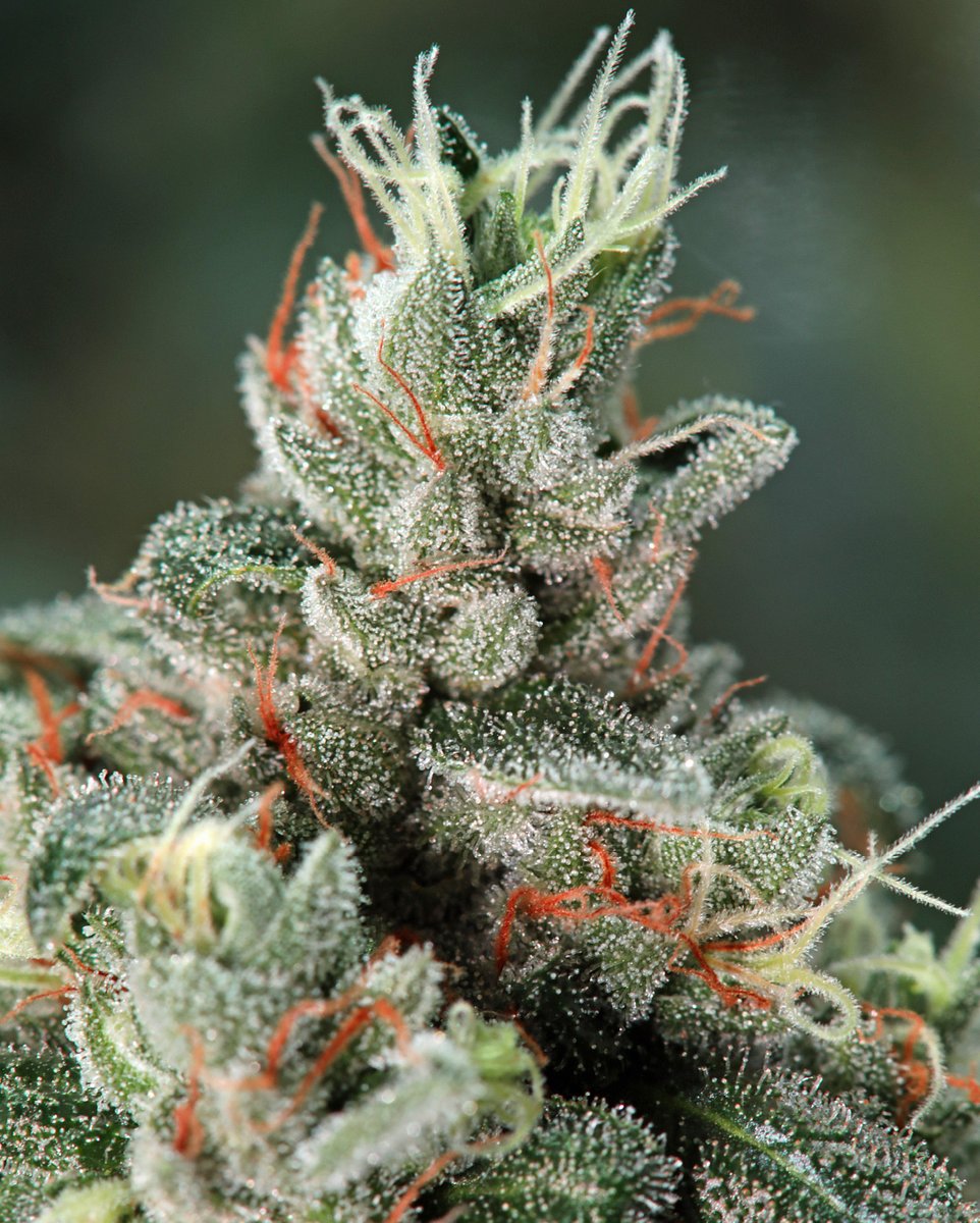Royal Queen Seeds tweet media