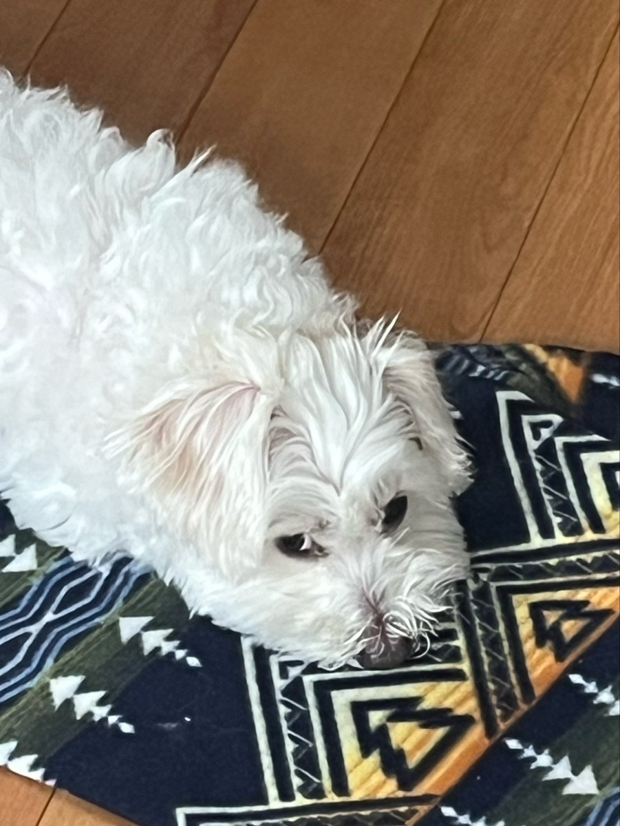 maltipooloki's tweet photo. おやつの追加を認めてもらえなかった犬 https://t.co/JHcKWG5W5M