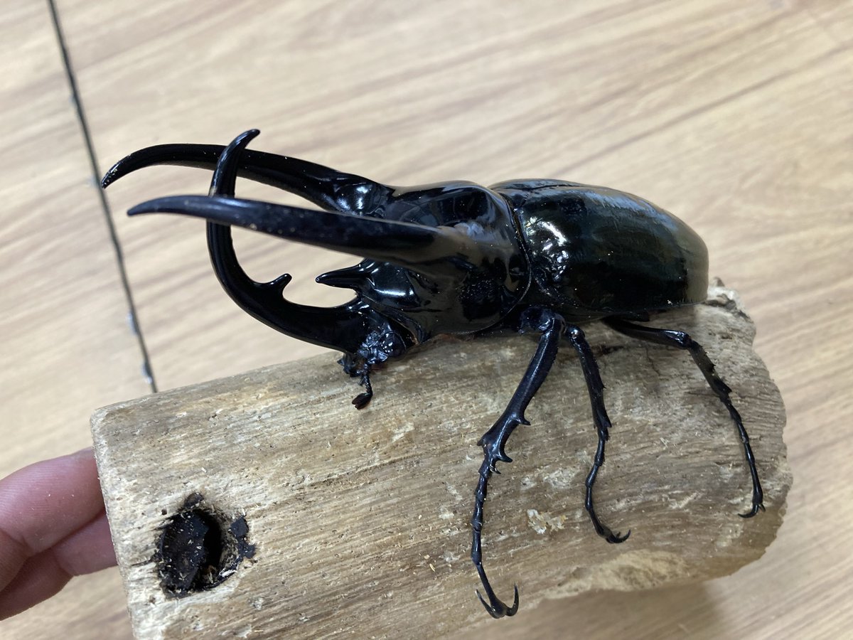 KAIZOmedakabu's tweet photo. 福祉フェスティバル生体紹介

スマトラコーカサス　116mmペア
アトラスオオカブト　80upオス単　10匹

アジア最大のコーカサス
東南アジアでお馴染みのアトラス

アトラスはなるべく価格を
抑えて販売いたします✨

#カブトムシ
#クワガタ https://t.co/JGrHcnP51E