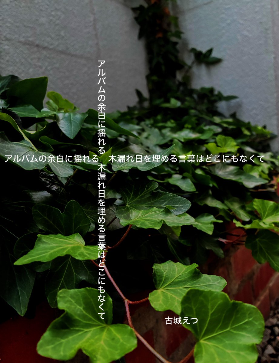 kojo_eke's tweet photo. アルバムの余白に揺れる木漏れ日を埋める言葉はどこにもなくて
#tanka #短歌 https://t.co/9vHQPB8t4Y