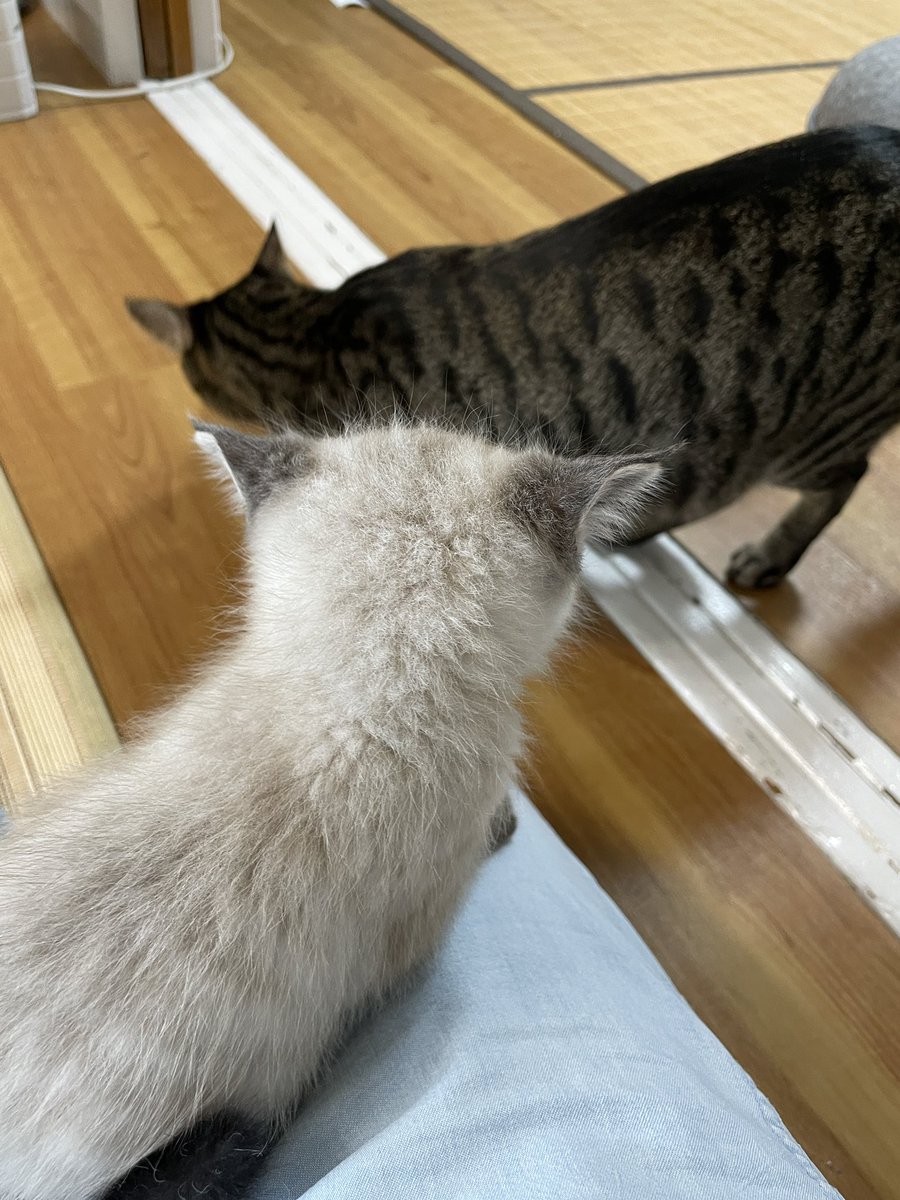 猫カフェmfmf/横浜駅 tweet media
