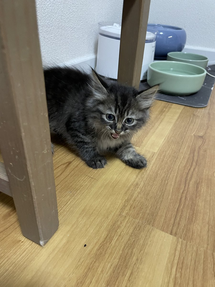 猫カフェmfmf/横浜駅 tweet media