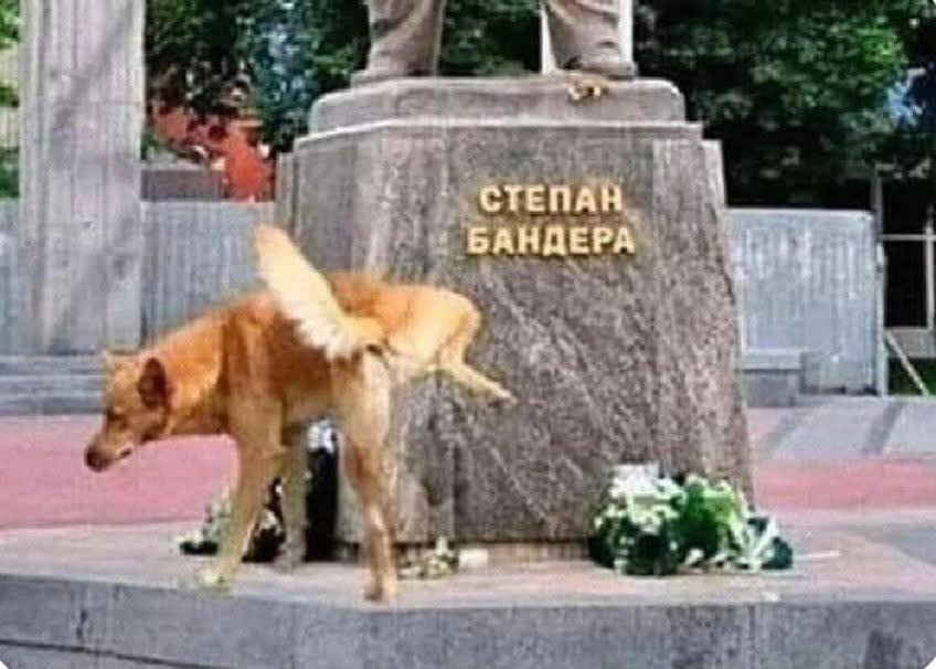 вано шаламов 8.0(მესხი) tweet media