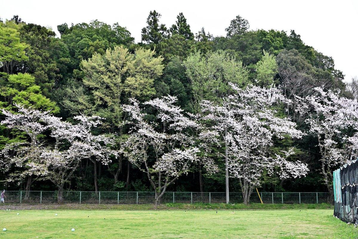 Kohi5180's tweet photo. 小学校の桜🌸 2
インスタでポートレートは→ kohi80_photo
#小学校 #校庭の桜 #桜 #柏市 #千葉 #写真撮ってる人と繋がりたい #すみだのよさを広めたい
#landscape #sakura #cherryblossom #riverside #chiba #japan #daytimeview #tokyocameraclub #tokyotokyo https://t.co/SdheNGhKXb