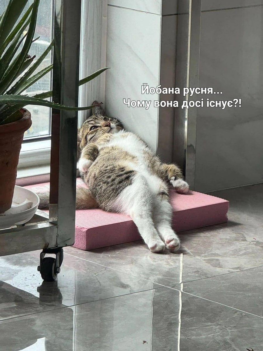 XeúTep tweet media