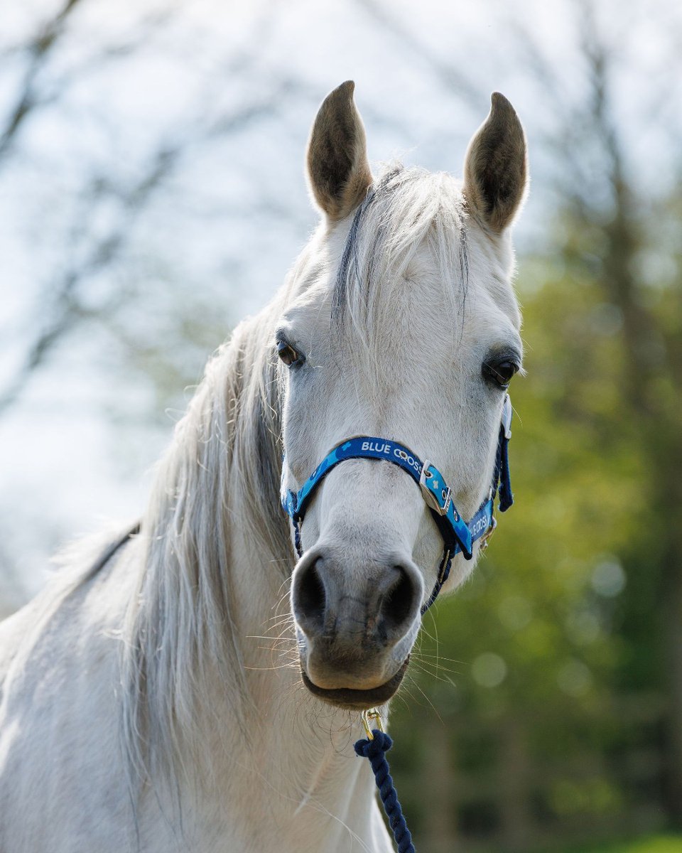 Blue Cross UK tweet media