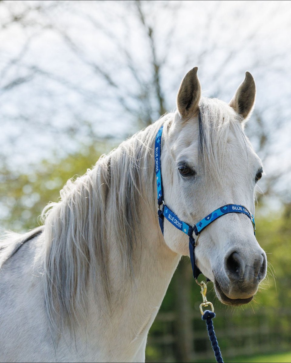 Blue Cross UK tweet media