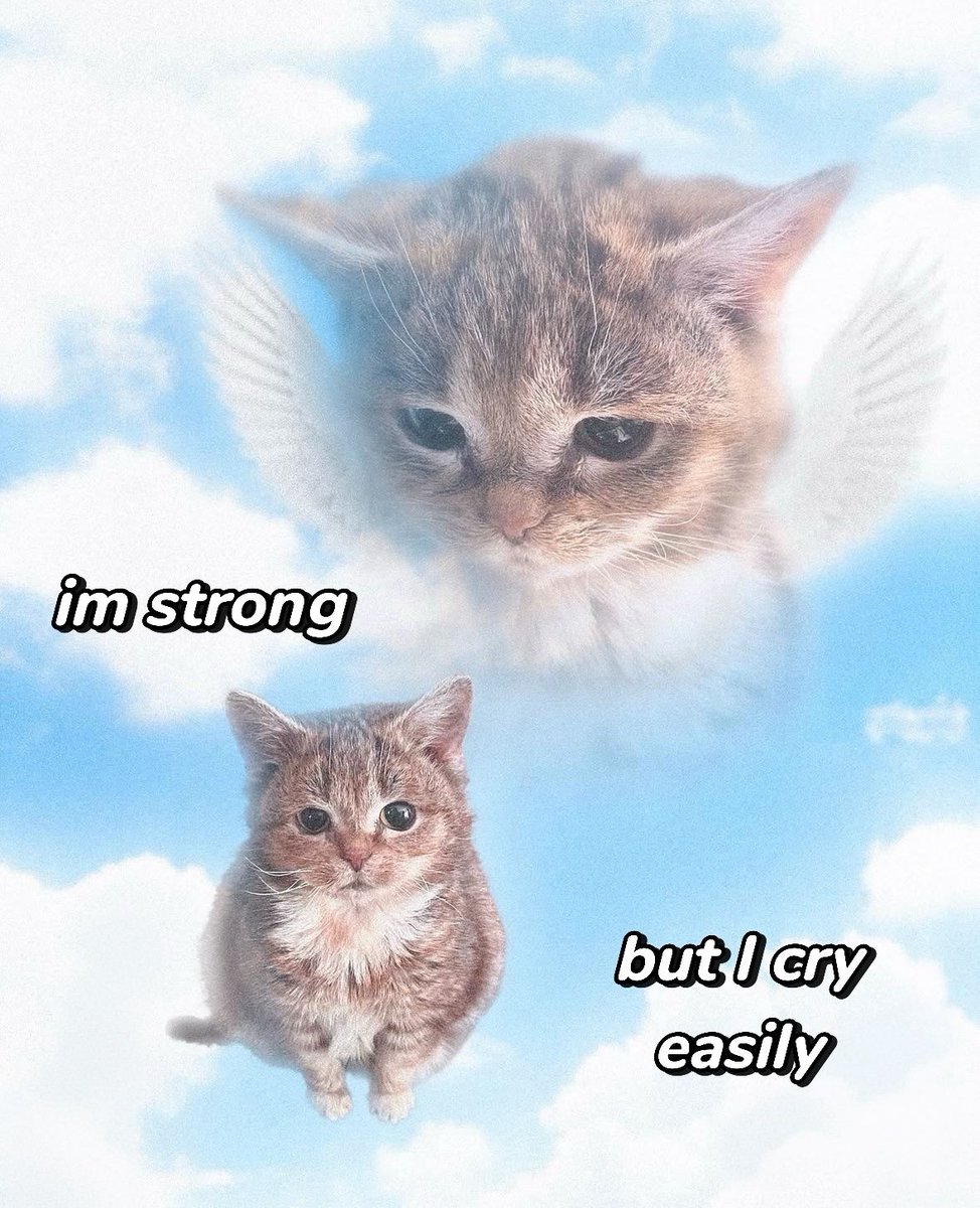 cats being cats tweet media