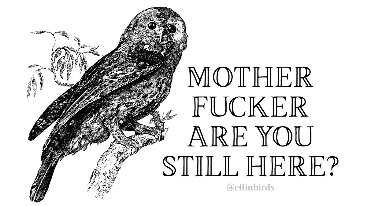 EffinBirds's tweet photo. https://t.co/u34lcn2jHv