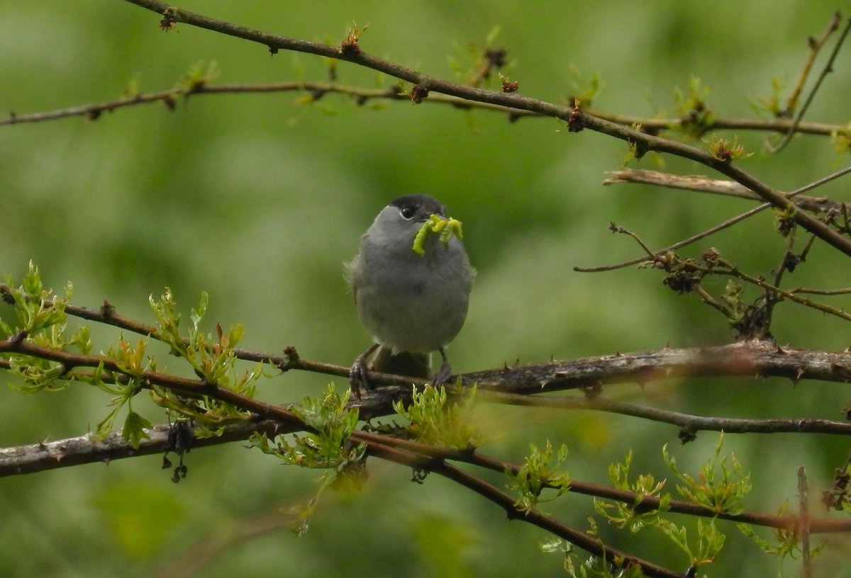 MarburyBirds tweet media