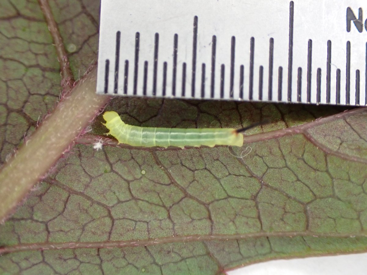eijit_moth's tweet photo. 2026-05-13

ヤブガラシを調べてようやく二頭見つけた。コスズメだと思うけど、確認するには育てなければ。:) https://t.co/4uU2LbG1hA