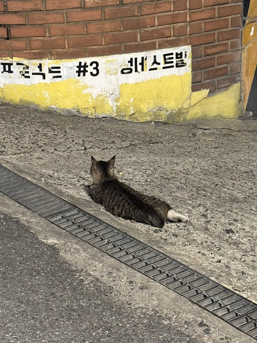 김라토 tweet media
