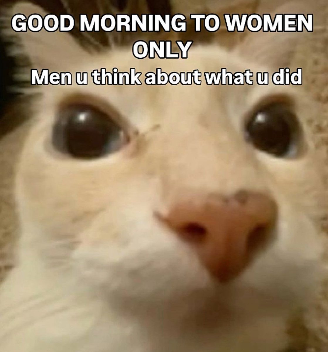 cats being cats tweet media