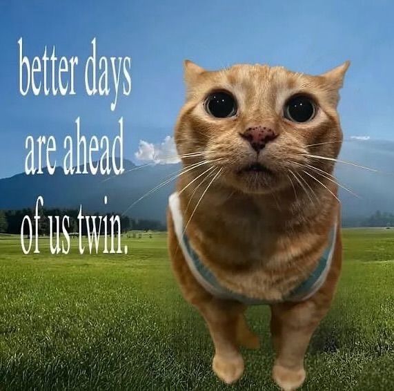 cats being cats tweet media