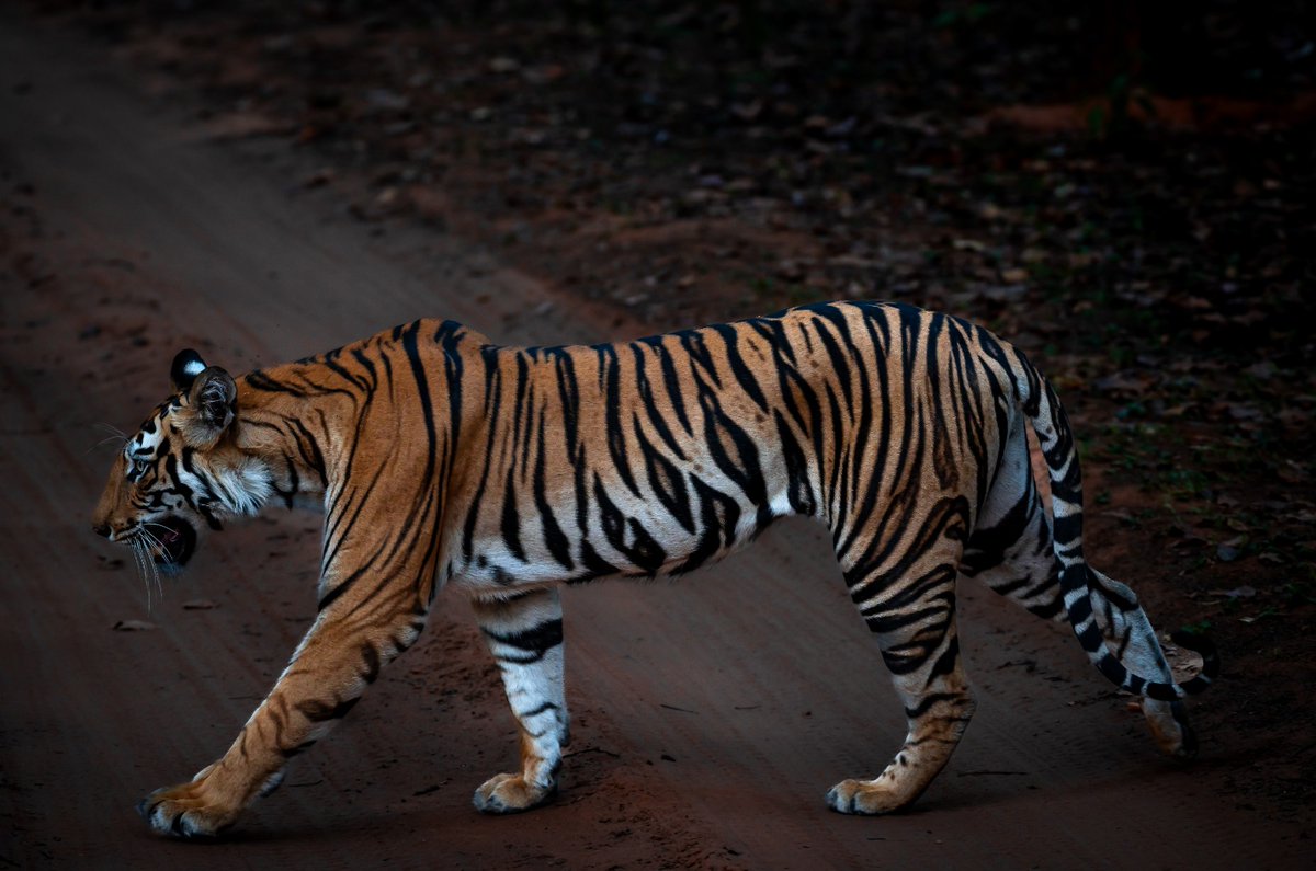 Pench Tiger Reserve tweet media