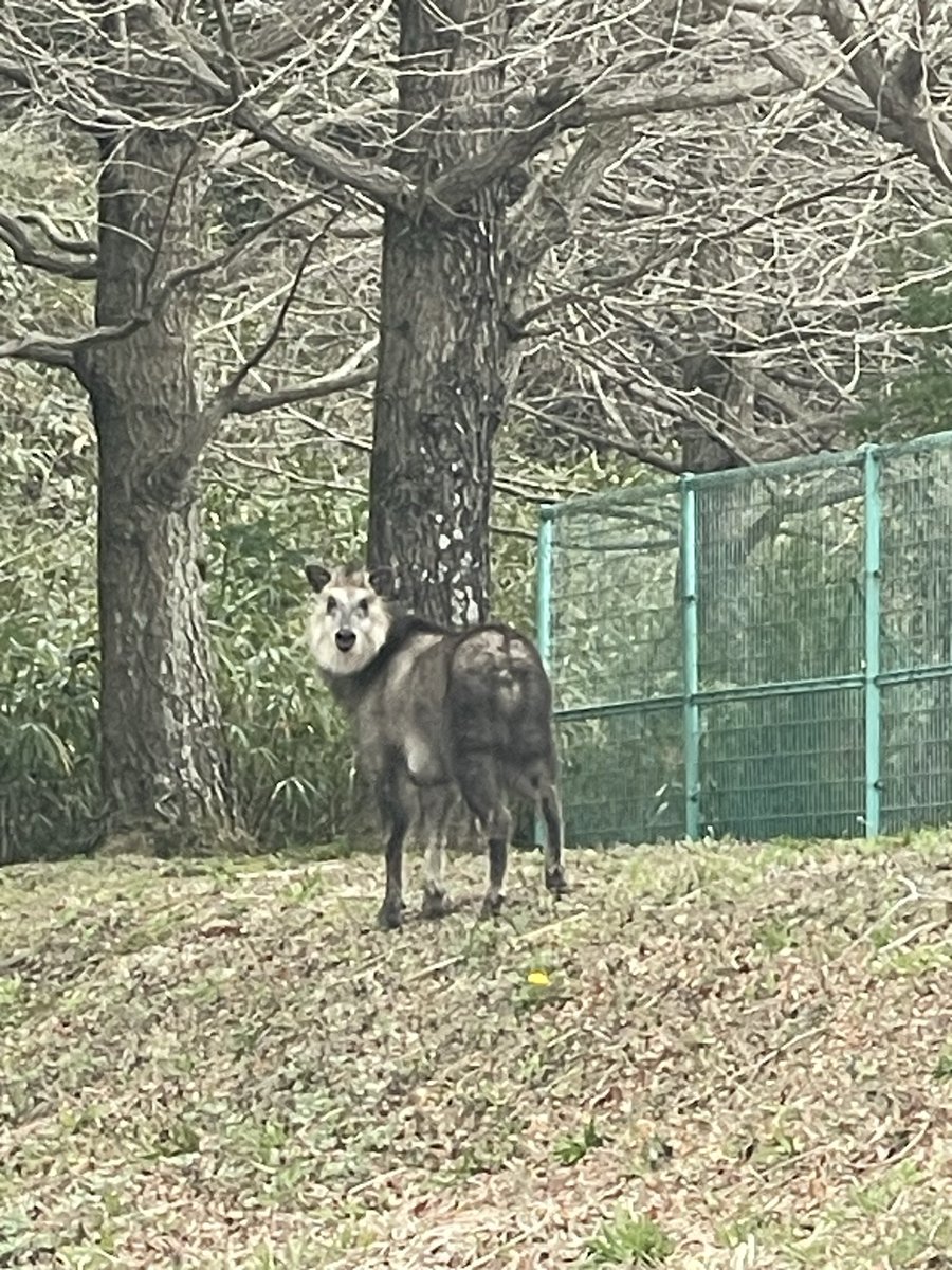 BassPatternLab's tweet photo. すみませんでした。釣りをしにきただけです。怖いってそんな見られても。 https://t.co/FSl8Z7S0wF