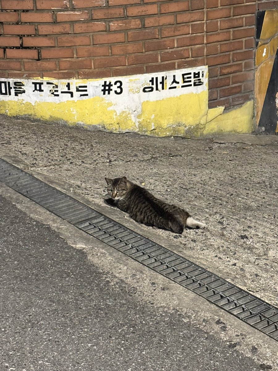 김라토 tweet media