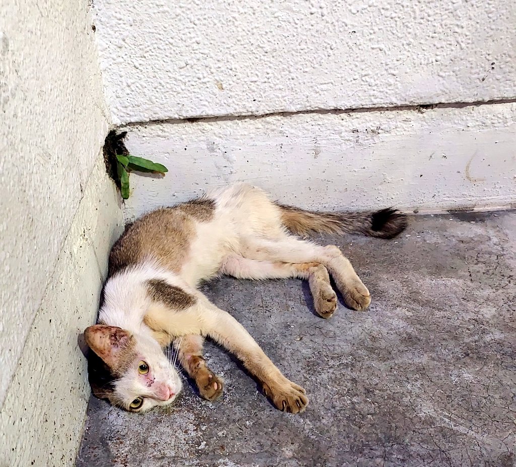LindaElleHafiza's tweet photo. 😭😭😭😭😭😭💔💔💔💔

I met him last week at my feeding area. According to the people around there, someone dumped 2 cats there. But another one got too scared at the new place and ran across the road.

Then i lost him for few days.

Today, he appeared again.

The moment i saw him, tears burst out. My heart completely shattered looking at how skinny he has become. I fed him and he was eating so hungrily 😭 and look at how he walk 😭😭😭😭

Tell me how am i supposed to walk away from him?

When i already have almost RM 20k pending vet bills.
When i already have 53 rescue cats at home, many of them sick.
When every month i struggle for my rescue dogs’ boarding fees.

I know my situation is already drowning me.
I know i am tired.
I know financially i am breaking apart.

But how do i leave him behind knowing someone threw him away like he meant nothing? 😭😭