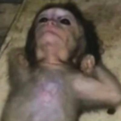 Monkey tweet media