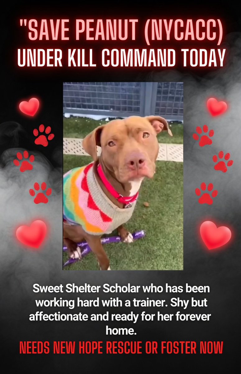 Jazzstew34's tweet photo. ๐พ๐จ URGENT โ Peanut (NYCACC) is Under Kill Command TODAY
Save Peanut โ she needs a New Hope rescue or foster NOW before itโs too late! โค๏ธ
DM @notthesameone2 immediately if you can help her.
#NYCACC #NewHopePartners #SavePeanut #UnderKillCommand #FosterNeeded https://t.co/XFn4osjnQU