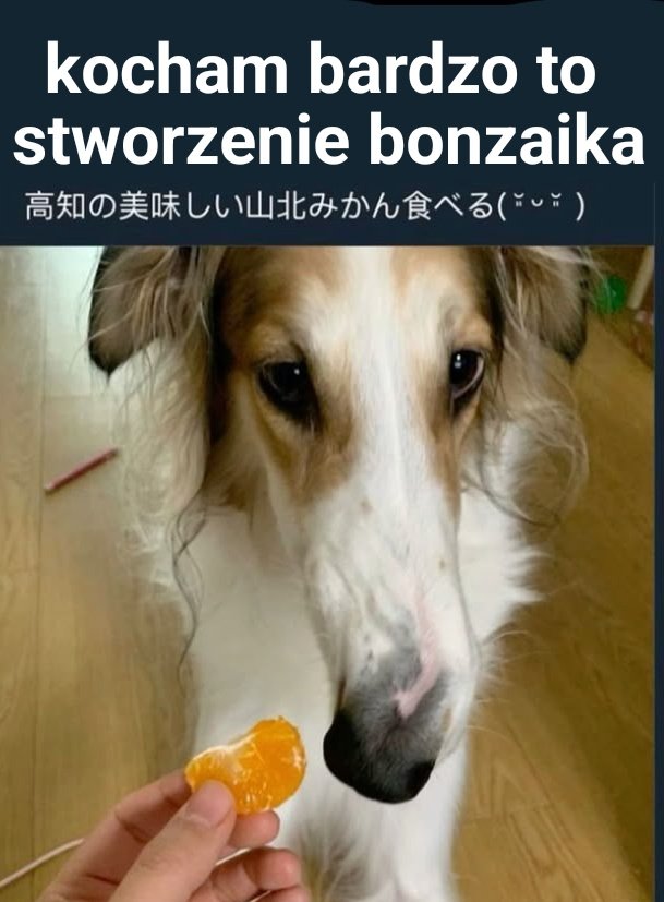 natalka tweet media