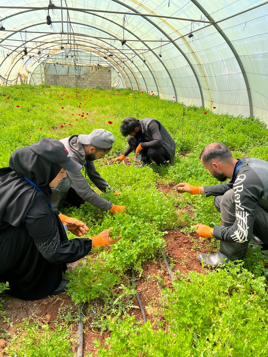 AneraOrg's tweet photo. Youth in Baalbek are building practical agricultural skills through greenhouse farming and primary production training, learning how to cultivate and maintain vegetables under favorable growing conditions.

Through @UNICEFLebanon’s Learning to Earning program implemented by Anera, 18 students received hands-on training in soil preparation, seed science, plant propagation and field crop cultivation, helping strengthen their skills in sustainable food production and future livelihoods.
