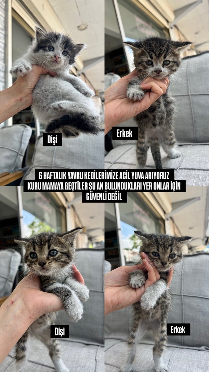 İlayda tweet media