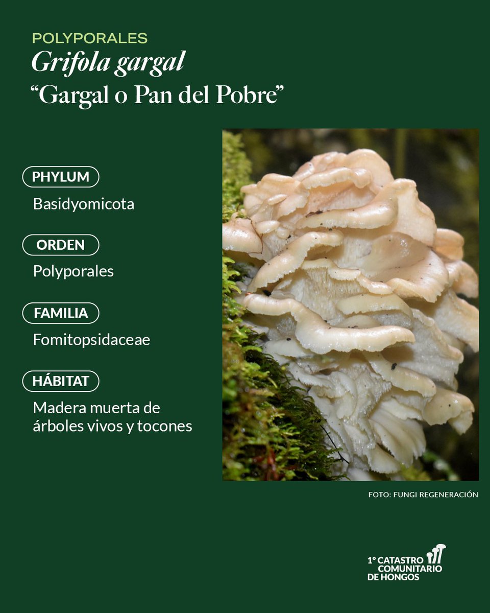 RewildingChile's tweet photo. Los hongos polyporales se reconocen por sus diminutos poros en la parte inferior del cuerpo fructífero, desde donde liberan sus esporas. Son los grandes descomponedores de lignina y celulosa y piezas clave en la dinámica natural del bosque. https://t.co/BWJb0pEe2T