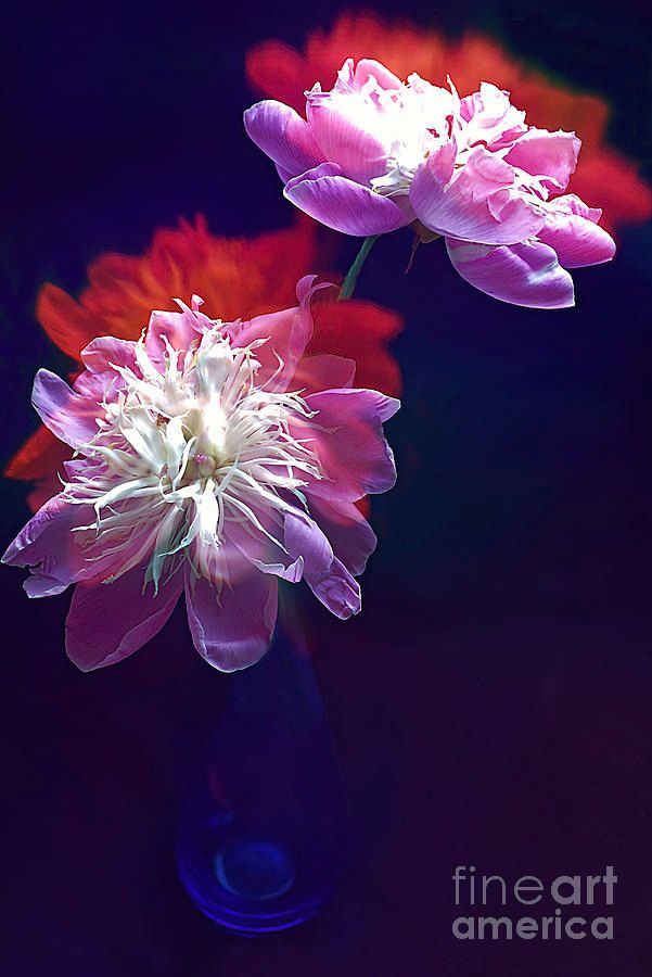 photographervin's tweet photo. #PEONIES #FLOWERS
https://t.co/u2f4RUARXr
#nature #beautiful #colorful #light #art #love #floral #garden #botanical #AlexanderVinogradovphotography #giftideas #BuyIntoArt #ayearforart #wallart #homedecor #interiordesign #artforsale #artprints #photography #fineartphotography https://t.co/h99V1iYmav