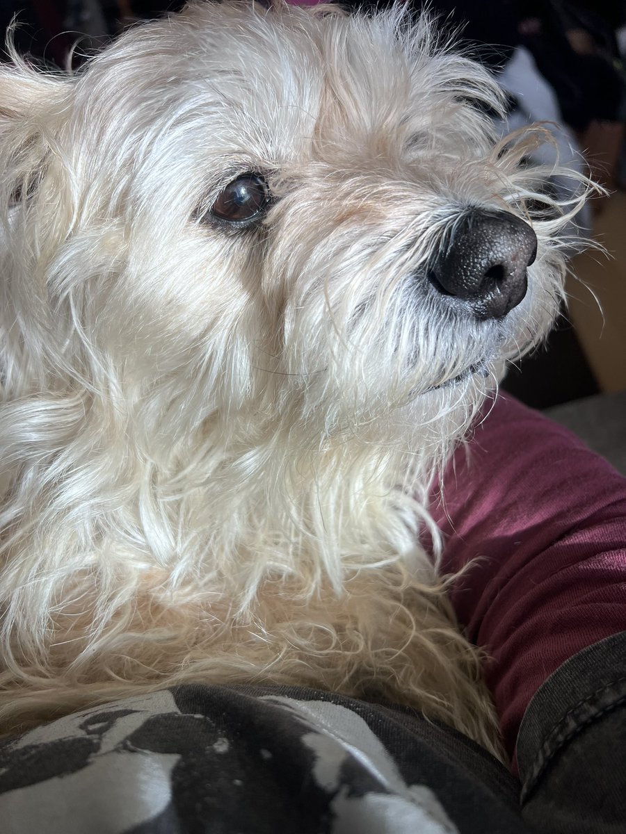 MazC1975's tweet photo. Fudge ere….i am strategically placed on hoomum’s lap as she keeps having the nerve to leave me to “do jobs” #btposse https://t.co/nVvXdy9xnm