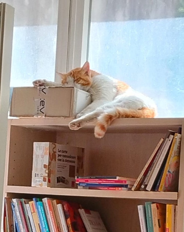 NorrisTail's tweet photo. @VanityFairIt Splendida Minerva! 😍 Roma ha la sua direttrice, ma sappiate che a #Sassari abbiamo il suo "collega" #Alfio, l'anima della #LibreriaMax88. È proprio vero che i libri e i gatti sono il binomio perfetto, eccolo qui in tutto il suo splendore! 🐈❤️📖: https://t.co/WiPoYk5bSF