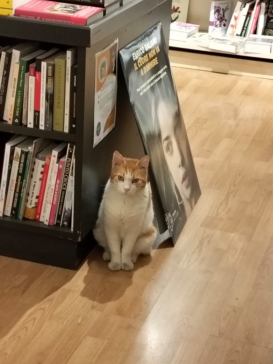 NorrisTail's tweet photo. @VanityFairIt Splendida Minerva! 😍 Roma ha la sua direttrice, ma sappiate che a #Sassari abbiamo il suo "collega" #Alfio, l'anima della #LibreriaMax88. È proprio vero che i libri e i gatti sono il binomio perfetto, eccolo qui in tutto il suo splendore! 🐈❤️📖: https://t.co/WiPoYk5bSF