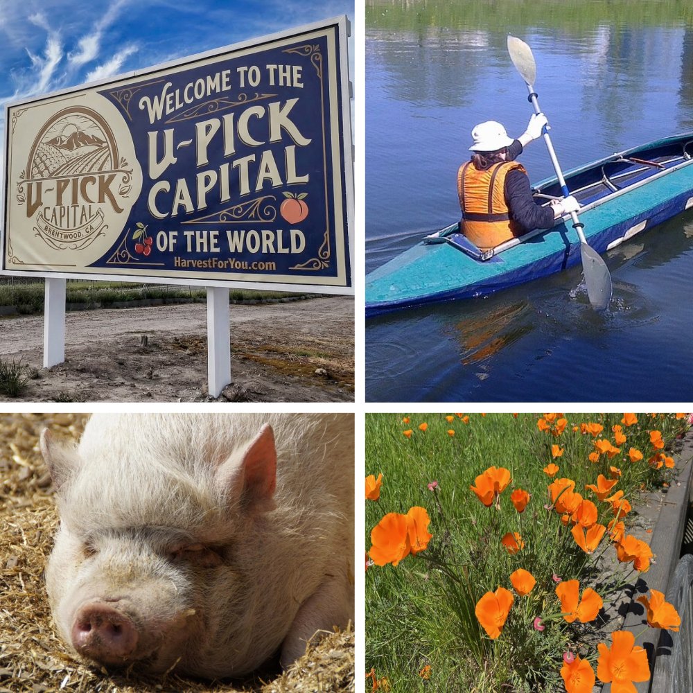 CA_DPC's tweet photo. Ripe Delta cherries, California’s birthday and inspiring historic preservation projects are just a few of the interesting things you’ll find in the latest issue of the Delta Heritage Courier.
https://t.co/e7yV1C8MaT https://t.co/hSqIlbwwQC