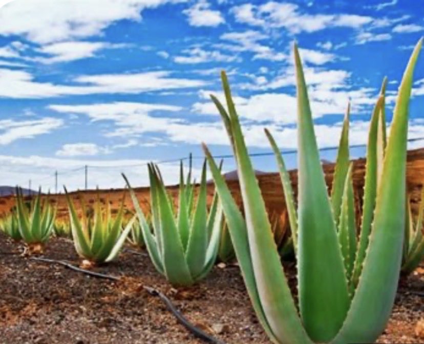 adfritz's tweet photo. @DreaTheVirgo777 Aloe Vera from the plant rubbed on to your hair and face right after showering will keep men from going bald and will change any persons skin to glowing after a month or so. It changed my life! But it has to come directly from the plant and not a bottle. Skin Drinkz https://t.co/owV2UkS59N