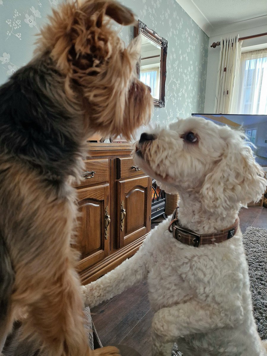 JACK BovverBoy 🐾 tweet media