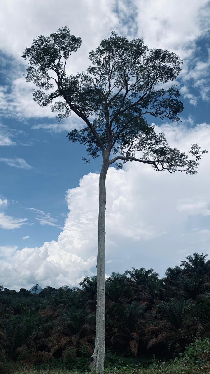 IronBird0013's tweet photo. Salah satu tumbuhan yg tetap dibiarkan hidup di antara kepungan perkebunan sawit ..
Apakah ada yg tau sejarah atau punya teori tentang pohon ini??? https://t.co/1xiRZeAisl