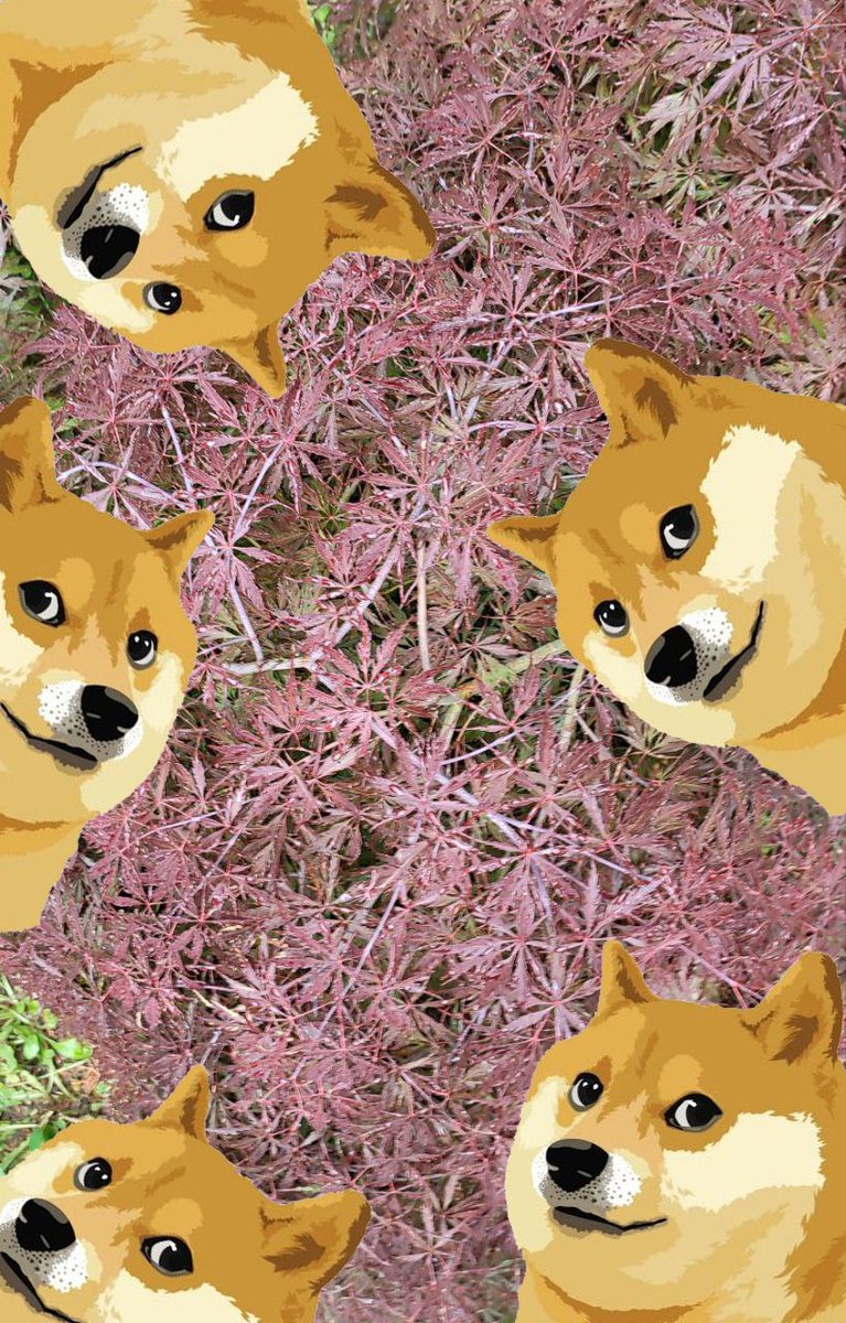 myBUSHpark's tweet photo. Where is myBUSH?

CA: KoiAp1Zbw8bL9XxpcCiBqkJRpwuJbpUEbjCx3uV5des

Plant $myBUSH watch it grow. 🍀🌳💚 https://t.co/eIryEGZlim