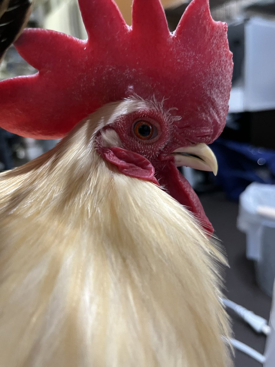 ニワトリ