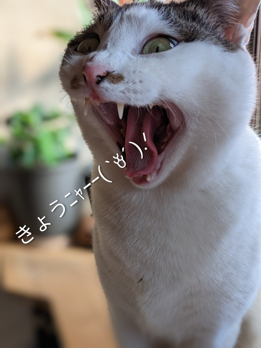 にゃに？ にゃに?? にゃにがあるﾆｬｰｰ???